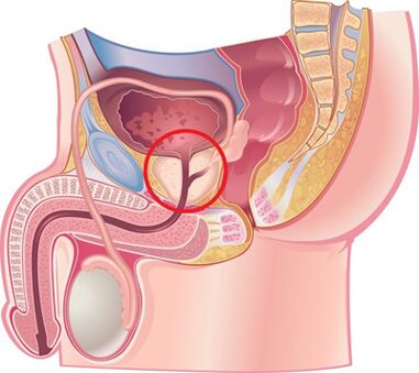 Position de la prostate chez les hommes